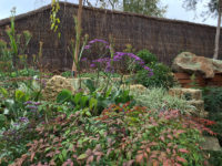 Brushwood fencing creates a soft natural backdrop to this garden